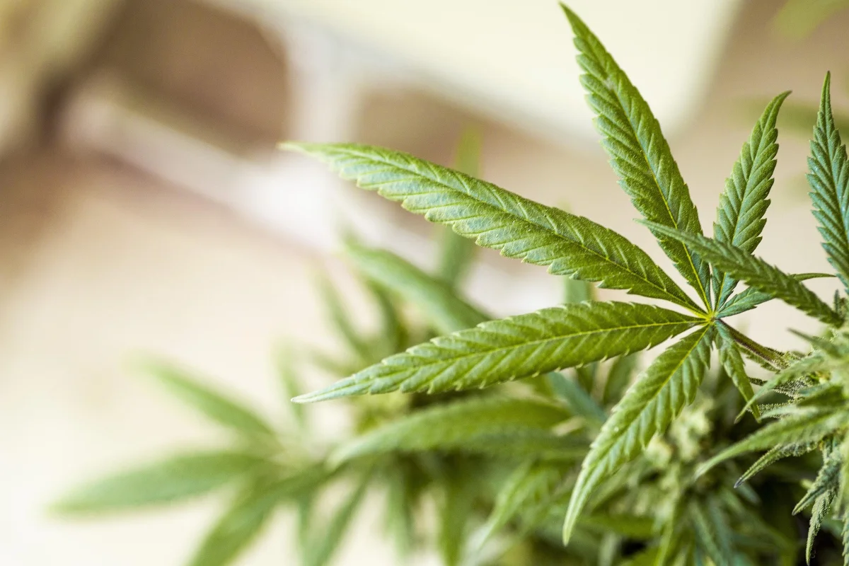 Marijuana Plant